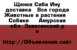 Щенки Сиба Ину доставка - Все города Животные и растения » Собаки   . Амурская обл.,Завитинский р-н